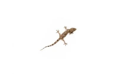 Gecko