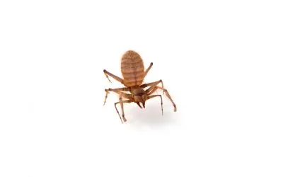 Spiders