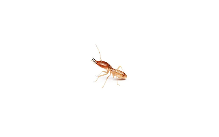 Termites