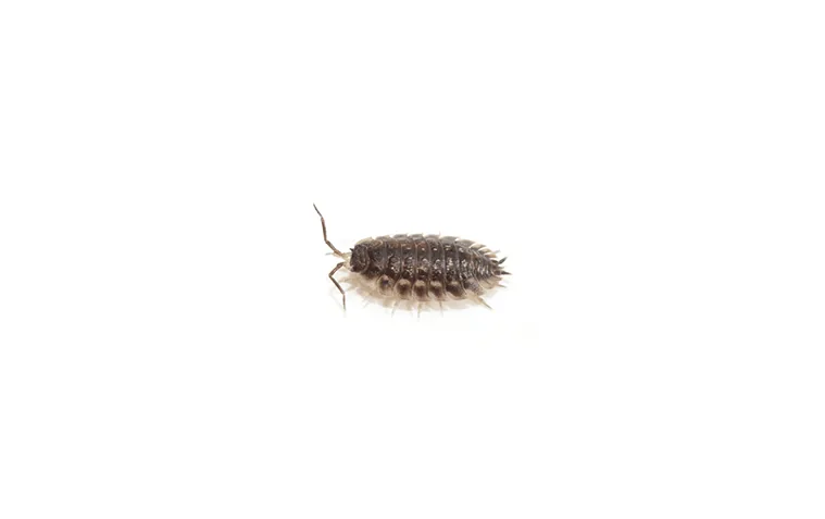 Woodlouse